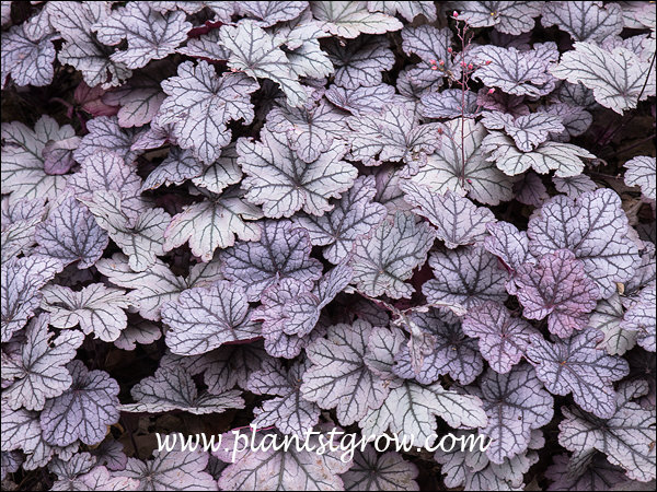 Depending on the time of the year and the amount of light the foliage color can be silvery with a ting of plum or mostly plum colored.